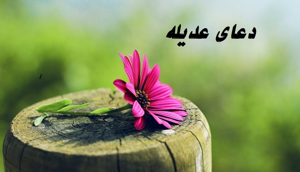 متن دعای عدیله بدون ترجمه و با ترجمه (خواص آن برای مریض) جالبشه متن دعای عدیله بدون ترجمه و با ترجمه (خواص آن برای مریض) جالبشه